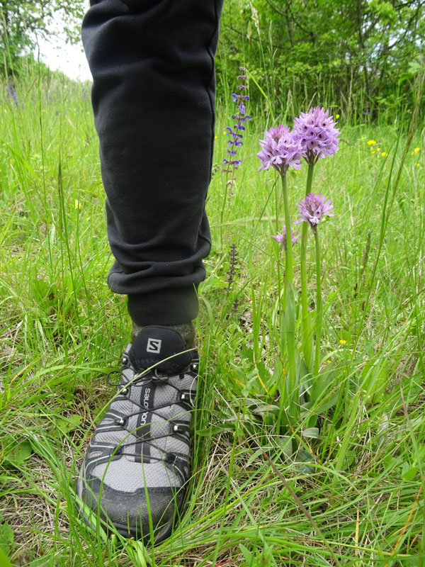 Neotinea tridentata - Cimone (TN)